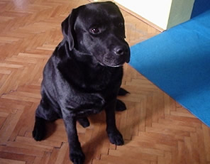 N� kamar�t Nero